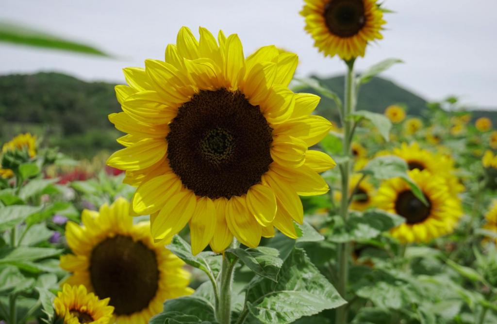 Fotografia horizontal e colorida de uma plantação de girassol de corte. No centro da imagem, em primeiro plano, três flores de girassol grandes em destaque. O fundo é desfocado.