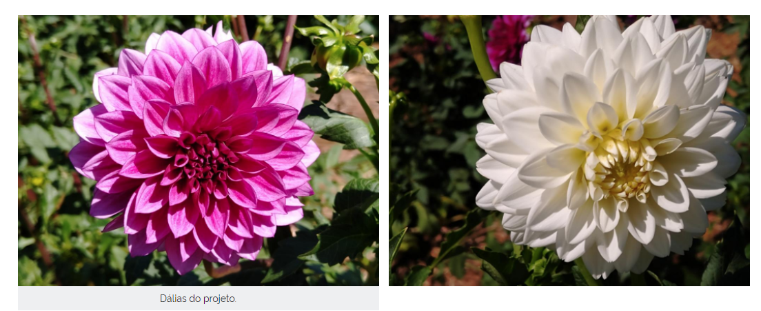 Fotografia horizontal e colorida de uma dália rosa. A flor está em detalhe e tem várias pétalas finas, com as menores ao centro e as maiores nas extremidades. O fundo é verde.