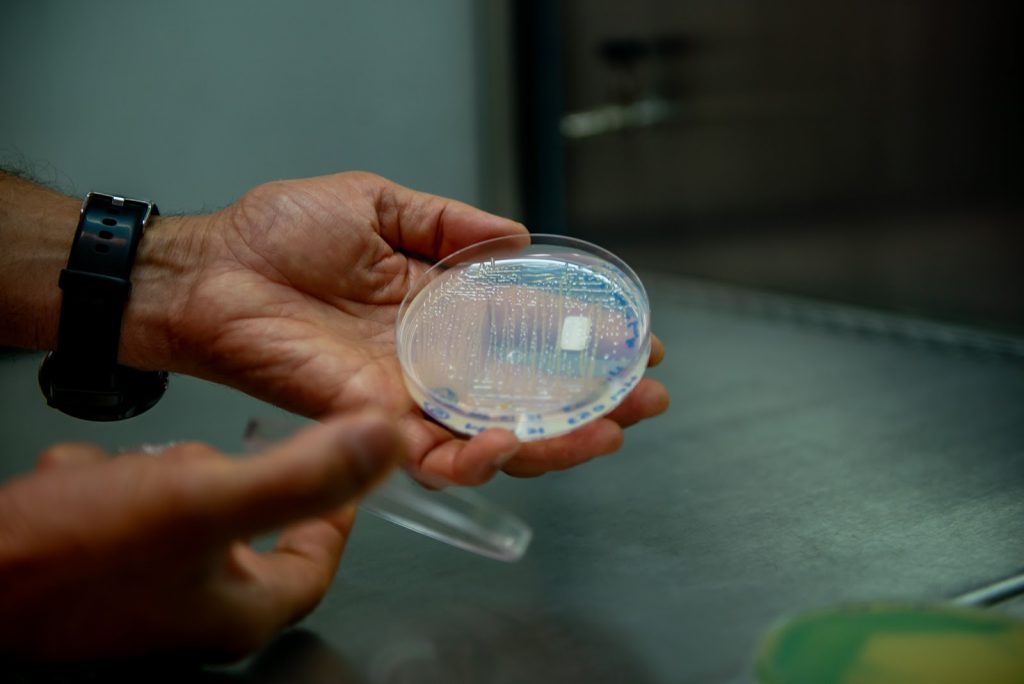 Já disponível no mercado, bactéria biotecnológica aumenta produtividade do milho A partir do aprimoramento de microrganismo que coloniza raízes de plantas e tem alta capacidade de fixar nitrogênio, pesquisadores em Bioquímica da UFPR trabalharam décadas para criar inoculante que alavanca produção na agricultura